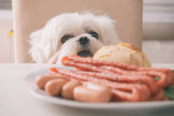 食べ物を求めるかわいい犬 - dog overweight pleading begging ストックフォトと画像