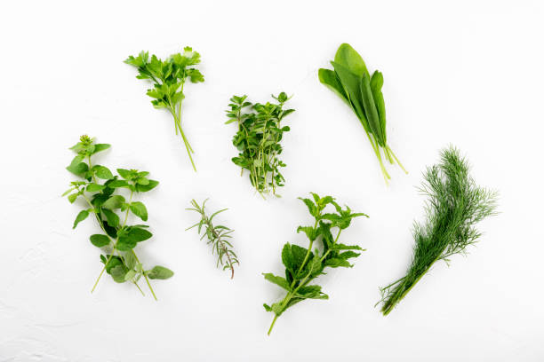istock Variety fresh edible herbs on white background. Top view, flatlay, close-up. 1207473519