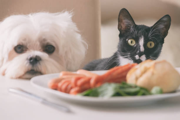 食べ物を求めるかわいい犬と猫 - dog overweight pleading begging ストックフォトと画像