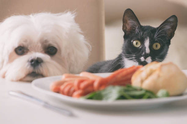 cute dog and cat asking for food - dog overweight pleading begging imagens e fotografias de stock