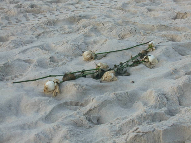 istock white roses on the beach sand 1207473639