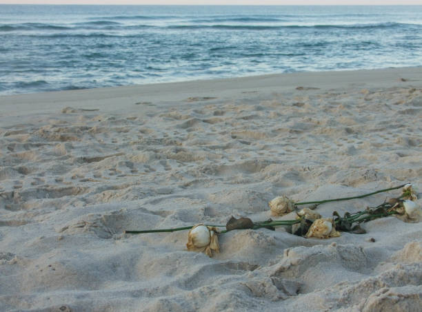 istock white roses on the beach sand 1207473640