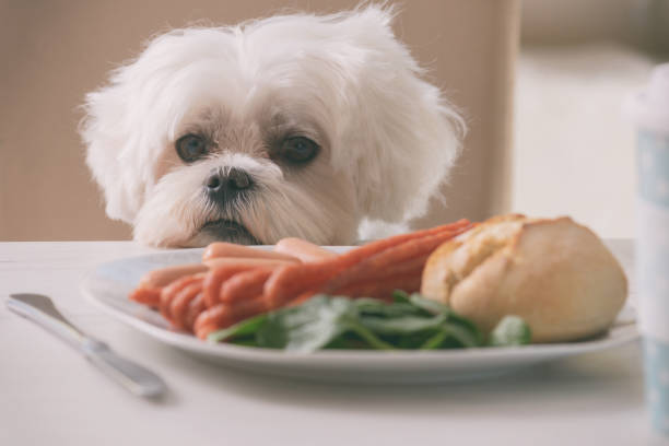 食べ物を求めるかわいい犬 - dog overweight pleading begging ストックフォトと画像