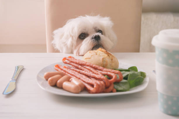 istock Cute dog asking for food 1207473740