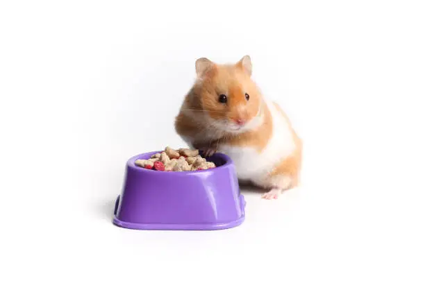Syrian hamster eats his food from a bowl.