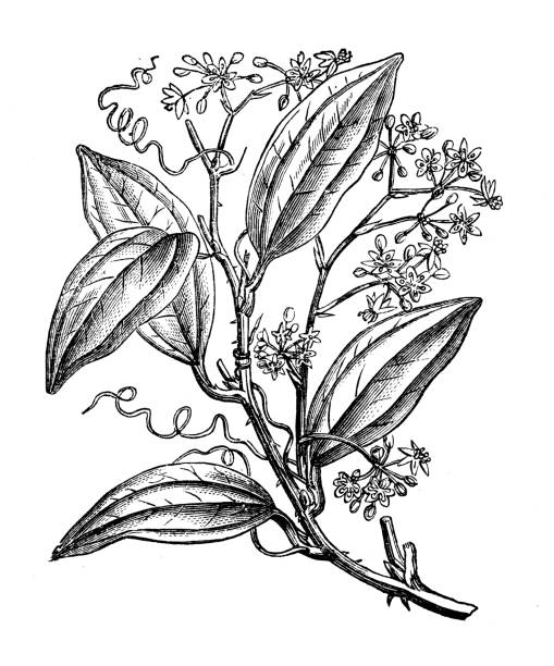 istock Antique botany illustration: Smilax aspera, smilax, rough bindweed, sarsaparille 1207474567