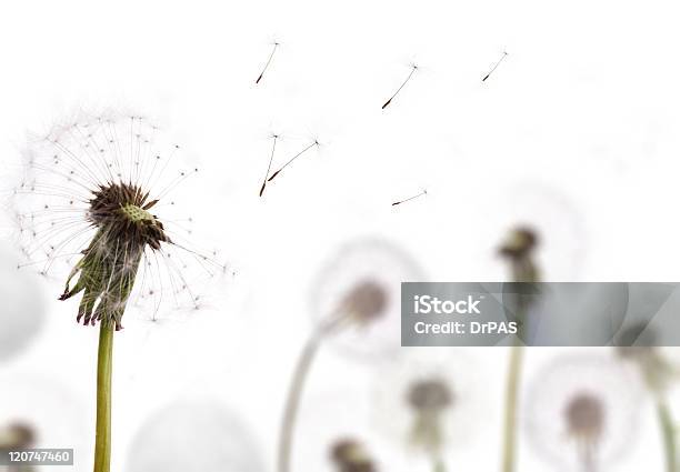 Branco Dentedeleão No Campo - Fotografias de stock e mais imagens de Dente-de-leão - Dente-de-leão, Fundo Branco, Branco