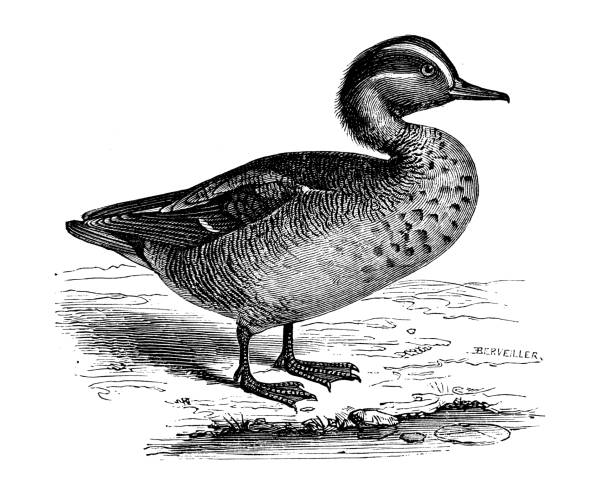Antique animal illustration: teal (Anas crecca) Antique animal illustration: teal (Anas crecca) green winged teal duck stock illustrations