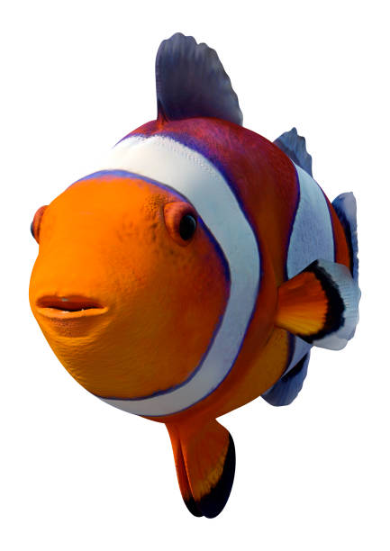istock 3D illustration Orange clownfish on white 1207475053