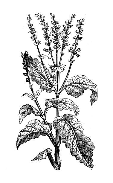 illustrations, cliparts, dessins animés et icônes de illustration antique de botanique : salvia pratensis (clary de pré, sage de pré) - sauges