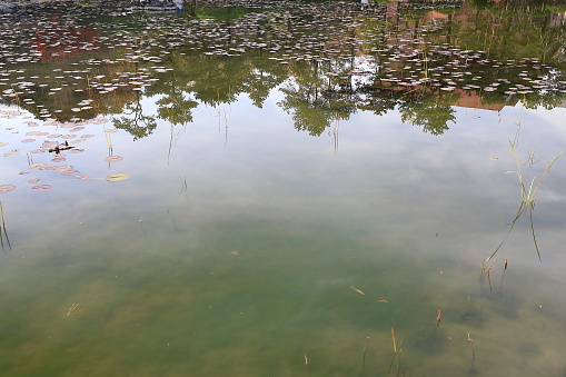 Drone’s eye view of a pond full of water lilies making an abstract pattern.