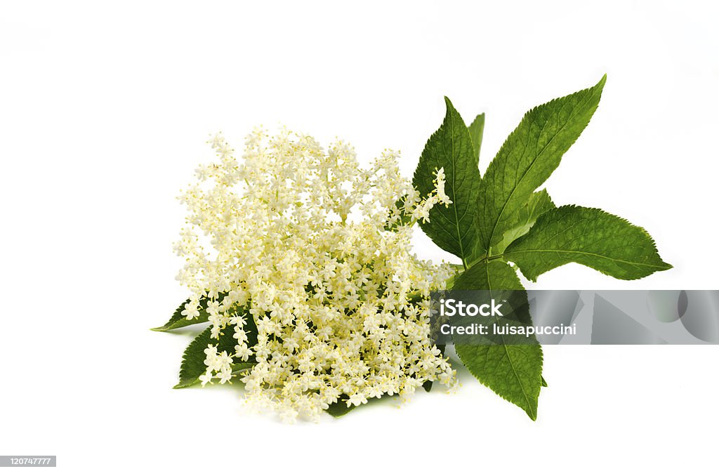 elderberry flower on white elder flower on white Elder - Plant Stock Photo
