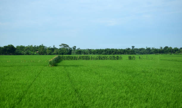 istock A stretch of green rice fields 1207477963