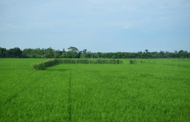 istock A stretch of green rice fields 1207477967