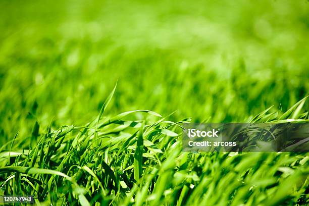 Green Gras Stockfoto und mehr Bilder von Anbau von Rasen - Anbau von Rasen, Anhöhe, Bildhintergrund