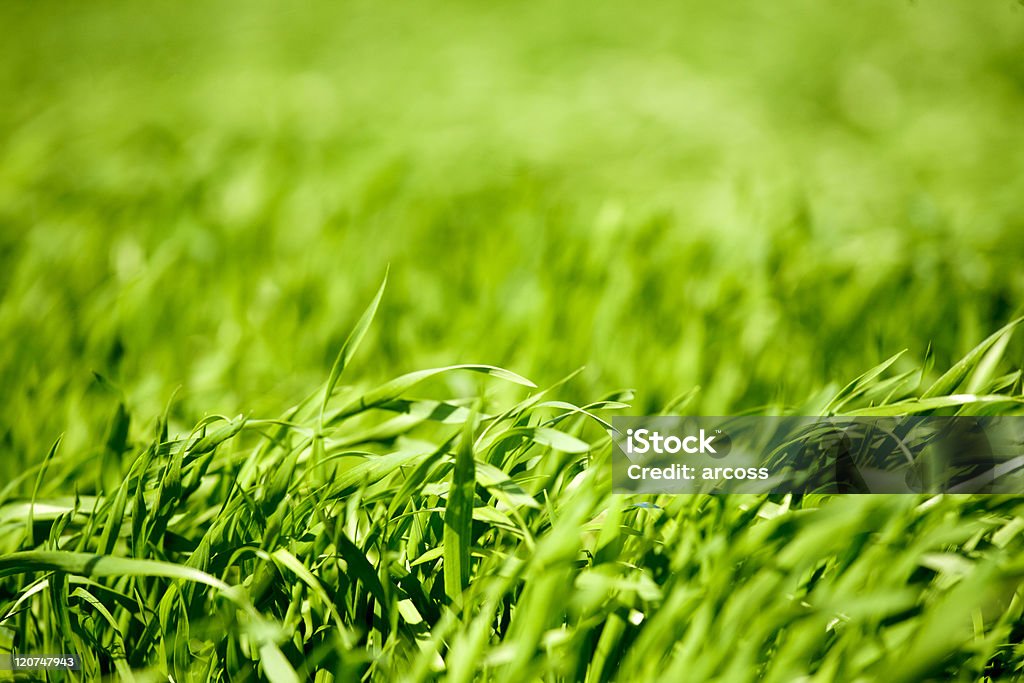 Erba verde - Foto stock royalty-free di Abbondanza