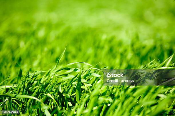 Erba Verde - Fotografie stock e altre immagini di Abbondanza - Abbondanza, Alimentazione sana, Ambientazione esterna