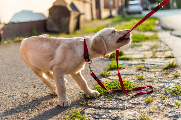 istock Labrador dog playing outdoors 1207480723