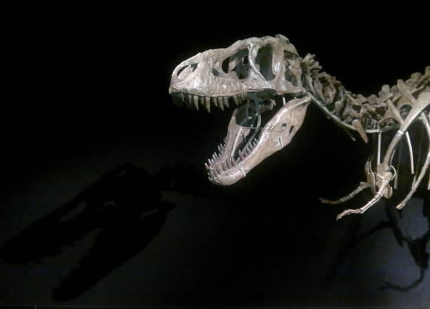 squelette de dinosaure - dinosaur fossil tyrannosaurus rex animal skeleton photos et images de collection