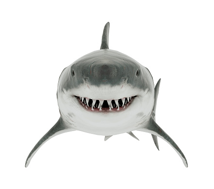 Great White Shark Isolated. Front angle 3D rendering