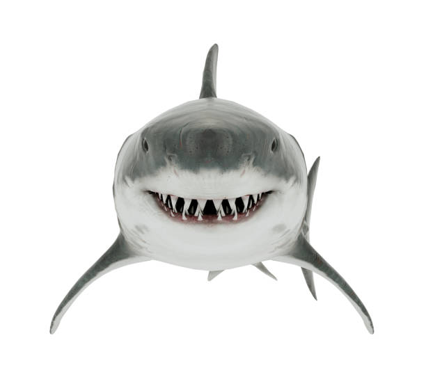 Great White Shark Isolated. Front angle Great White Shark Isolated. Front angle 3D rendering animal teeth stock pictures, royalty-free photos & images