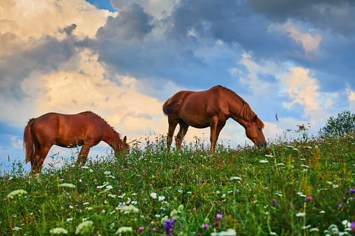 Horses graze in a meadow in the mountains, sunset in carpathian mountains - beautiful summer landscape, bright cloudy sky and sunlight, wildflowers
