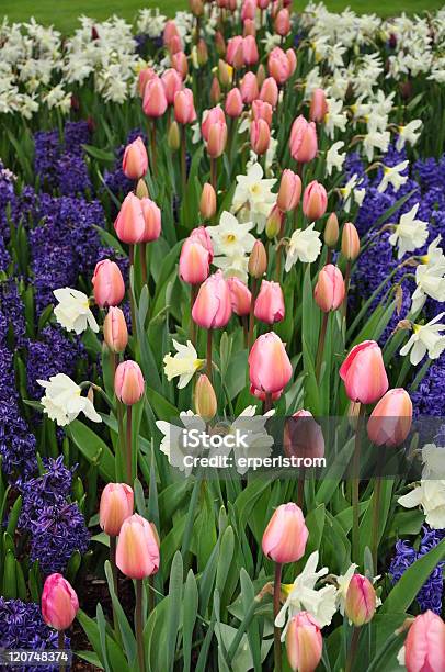 Bunte Tulpen Und Hyazinthen Stockfoto und mehr Bilder von Blume - Blume, Blumenbeet, Blumenzwiebel