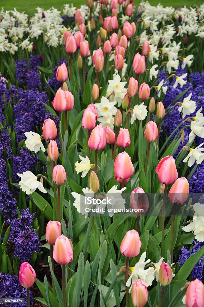 색상화 튤립 및 hyacinths - 로열티 프리 0명 스톡 사진