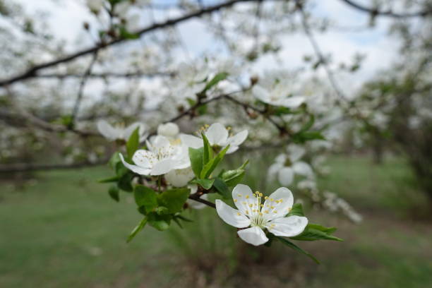 5 petaled white flower of plum tree in April