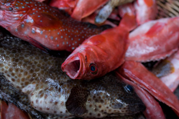 red grouper in traditional markets