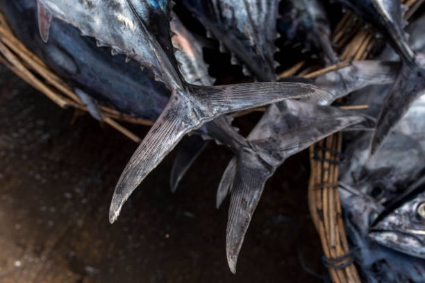 fresh tuna in the traditional market