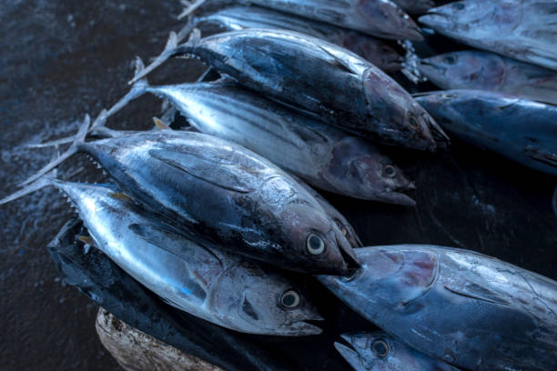 istock fresh tuna in the traditional market 1207485749