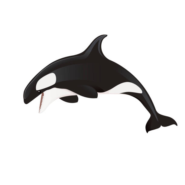 istock Killer whale(Orcinus orca) cartoon animal design ocean mammal orca flat vector illustration isolated on white background 1207486741