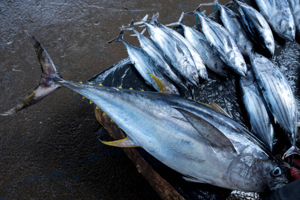 gran atún amarillo fresco - fresh tuna fotografías e imágenes de stock
