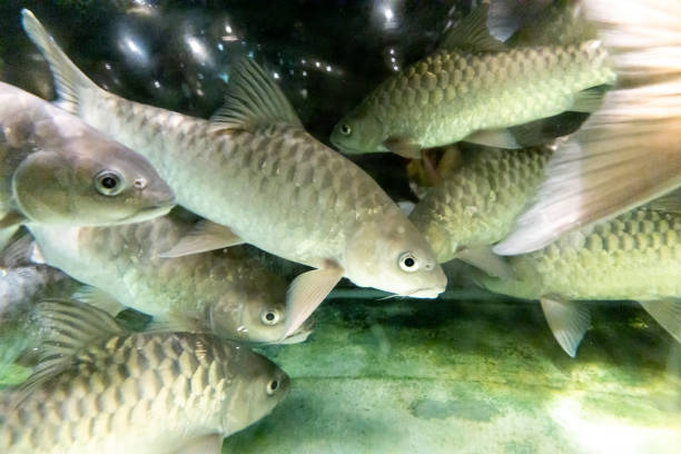 istock Empurau fish, exotic and expensive freshwater fish in restaurant aquarium 1207487372
