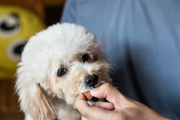 Series of person feeding pet dog with preventive heartworms chewable Series of person feeding poodle pet dog with preventive heartworms chewable heart worm stock pictures, royalty-free photos & images