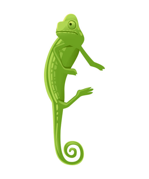 illustrazioni stock, clip art, cartoni animati e icone di tendenza di carino piccolo camaleonte verde lucertola cartone animato animale design illustrazione vettoriale piatta isolato su sfondo bianco - chameleon reptile colors living organism