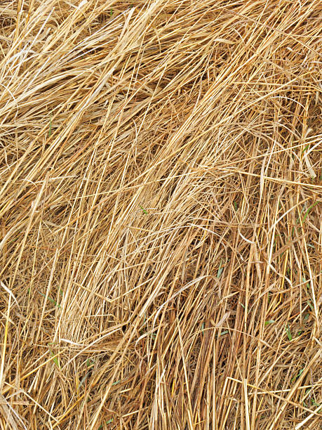 istock Prairie texture of strawlike ground cover (old growth in spring) 120748812