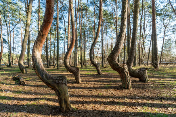 der krumme wald krzywy las bei gryfino in polen - verbogen stock-fotos und bilder