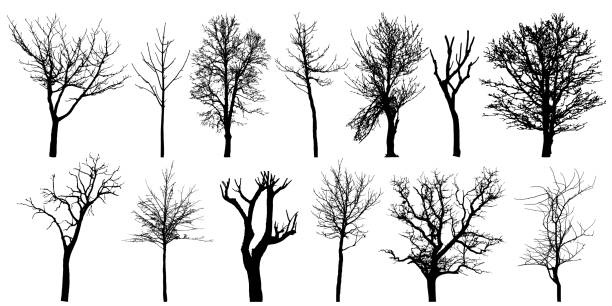 set von herbst nackten bäumen, silhouetten. vektor-illustration. - bare tree dry tree branch stock-grafiken, -clipart, -cartoons und -symbole