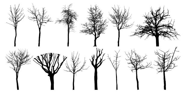 bare verschiedene bäume, satz von silhouetten. vektor-illustration. - bare tree dry tree branch stock-grafiken, -clipart, -cartoons und -symbole