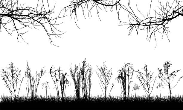 ilustrações, clipart, desenhos animados e ícones de plantas selvagens no campo, silhueta de pastagens, galhos nus de árvores. ilustração vetorial. - abstract autumn bare tree empty