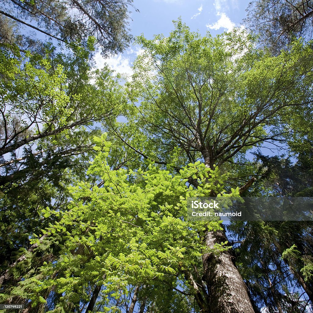 Summer forest Trees at sunny summer forest Animal Wildlife Stock Photo