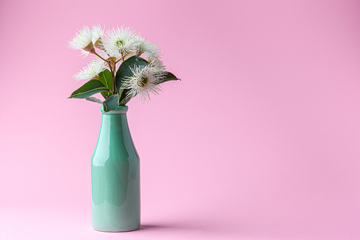 Eucalyptus flowers with leafs in green bottle on pink background with copy space