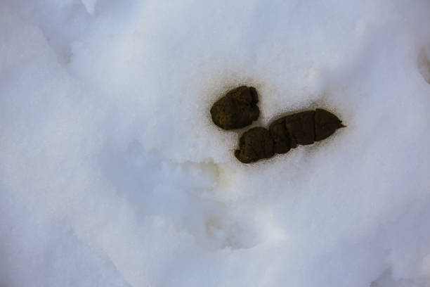istock Dog poop on snow 1207494134