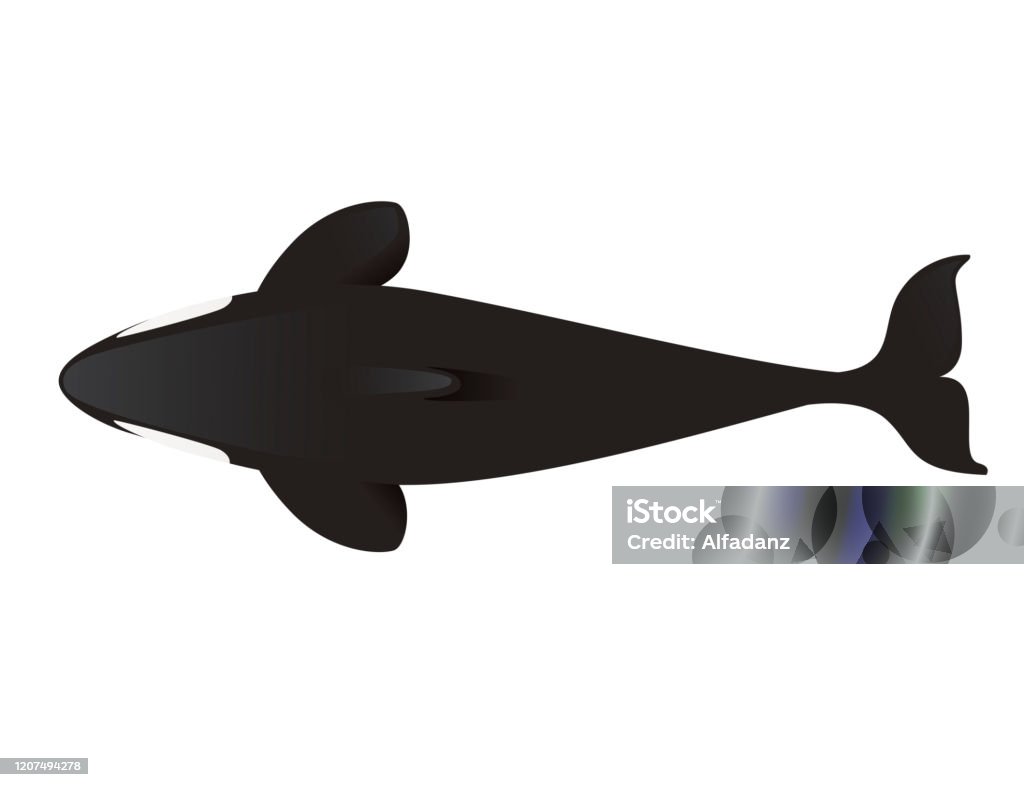 Hình Bóng Đen Cá Voi Sát Thủ Động Vật Hoạt Hình Thiết Kế Động Vật ...