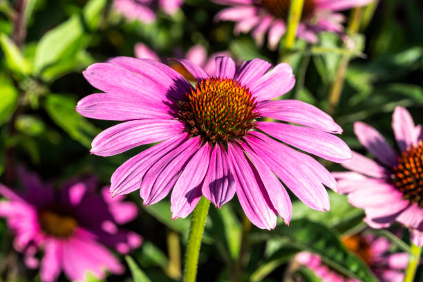 istock Echinacea purpurea 'Praire Splendor' 1207494987