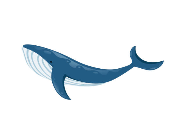 illustrazioni stock, clip art, cartoni animati e icone di tendenza di grande blue whale cartoon animal design più grande mammifero sulla terra illustrazione vettoriale piatta isolato su sfondo bianco - animal large cartoon fish