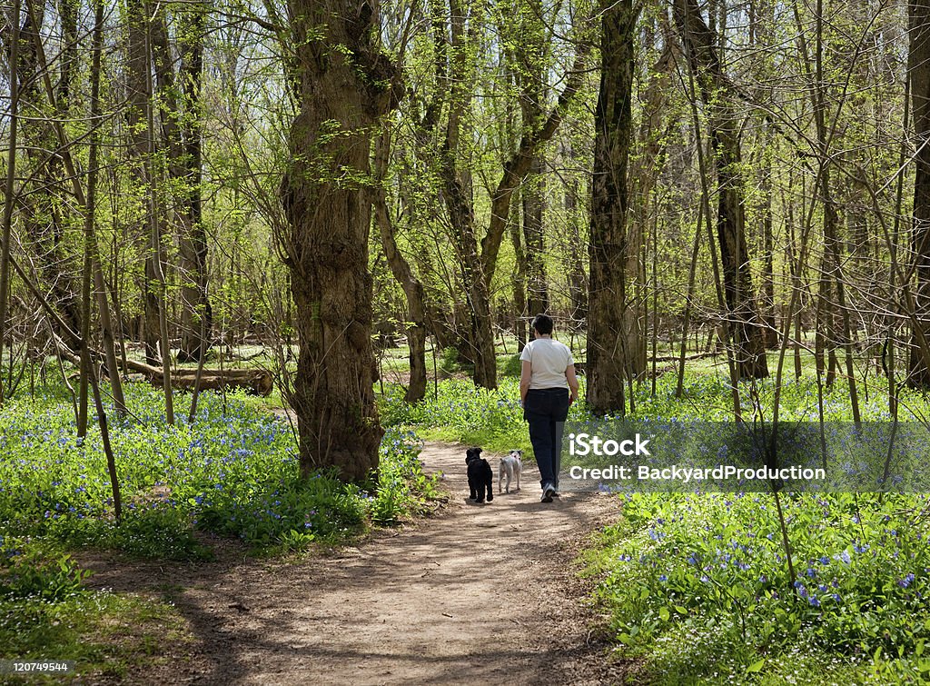 Lady et les chiens parmi Bleu cloche - Photo de Bois libre de droits