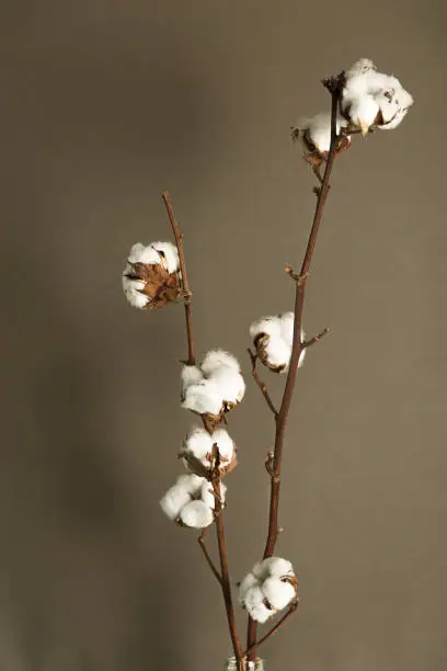 Still life - cotton flower branch, minimal concepts